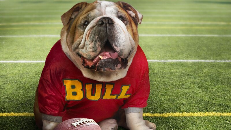 Bulldog in football uniform