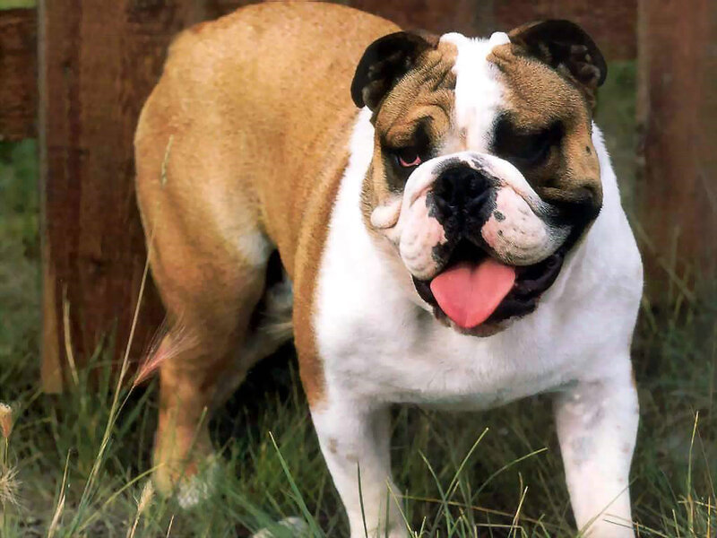 Bulldog in Grass — Brown