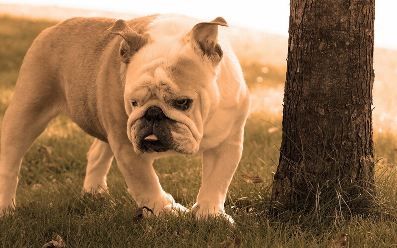 Bulldog in Grass — Green