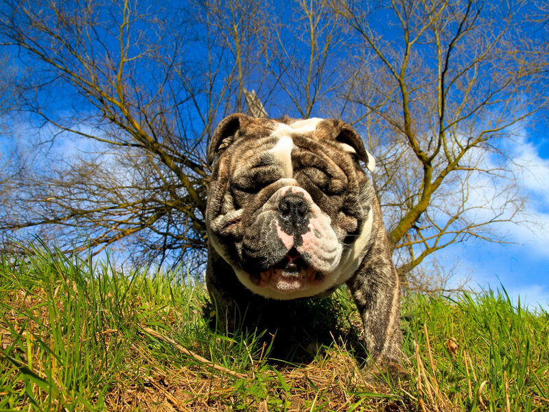 Bulldog in Grass