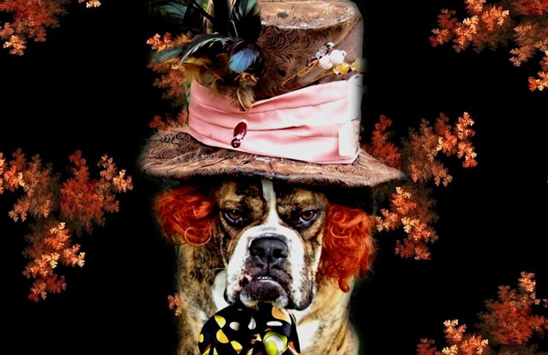 Bulldog in Hat