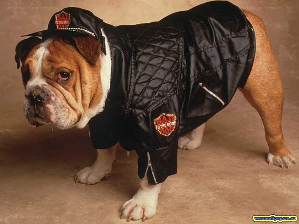 Bulldog in leather jacket