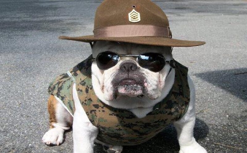 Bulldog in Military Gear