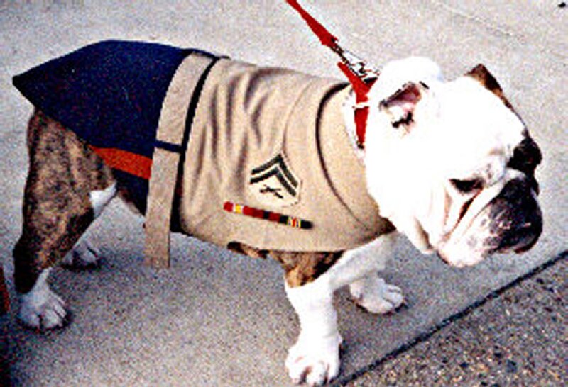 Bulldog in Military Uniform