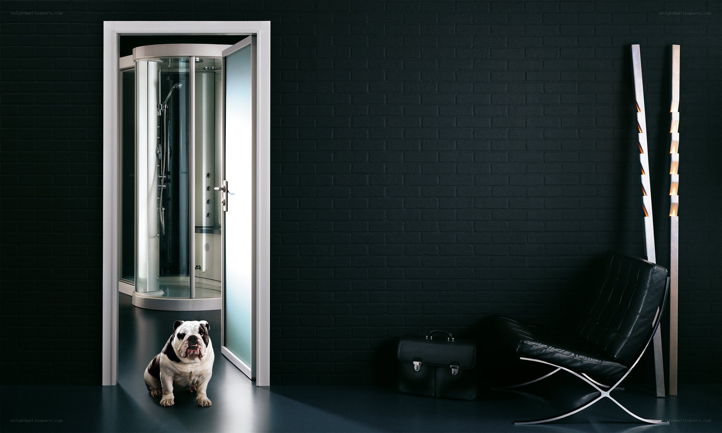 Bulldog in modern bathroom