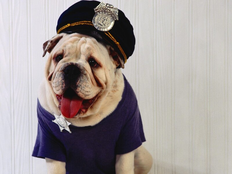 Bulldog in police costume