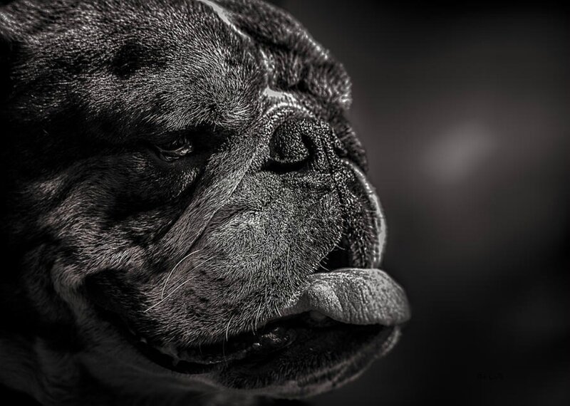 Bulldog in Profile