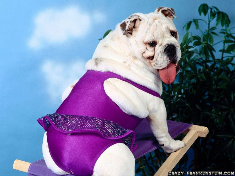Bulldog in purple swimsuit
