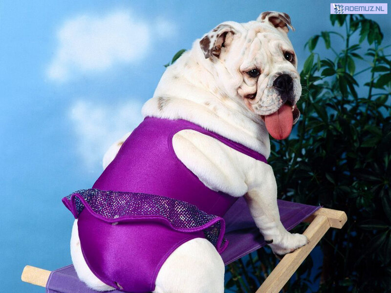Bulldog in purple swimsuit