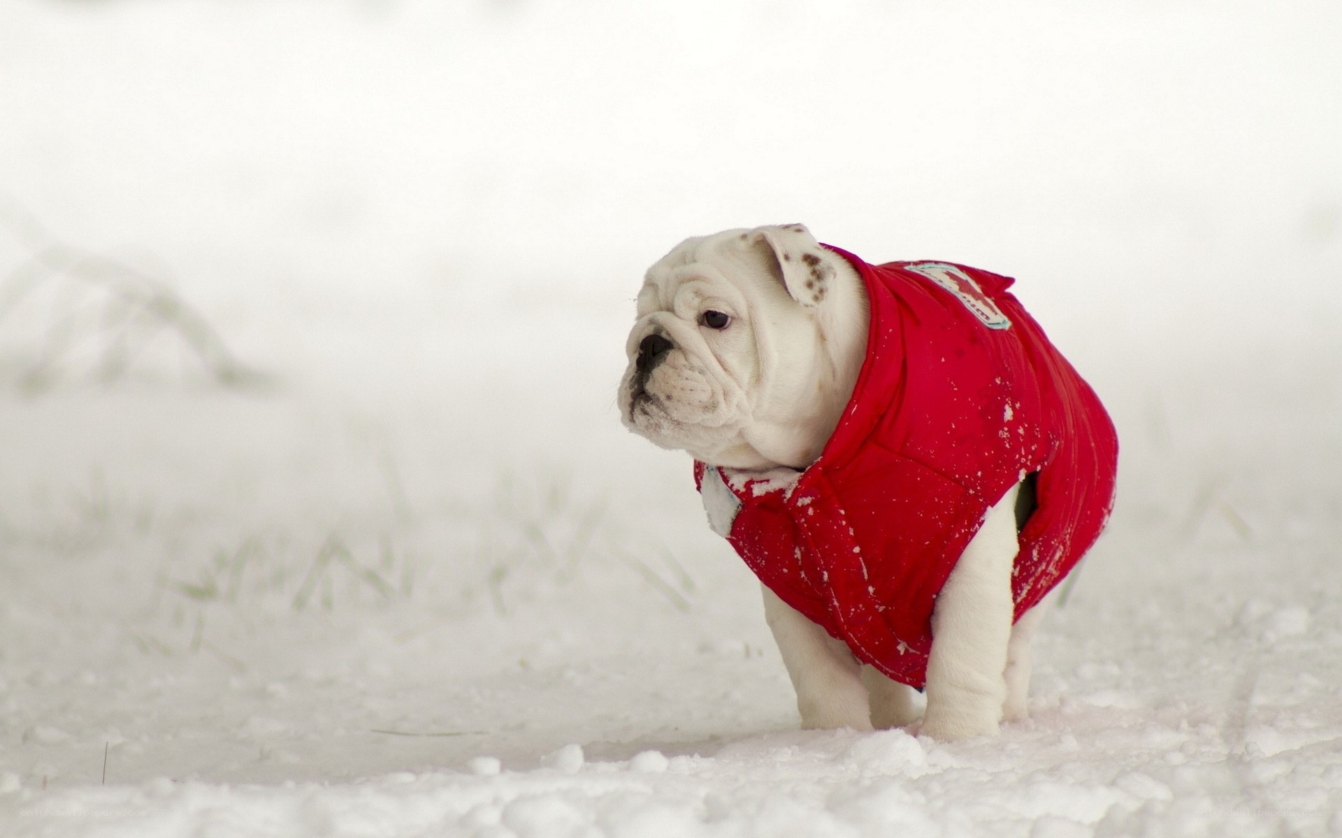 bulldog in red coat