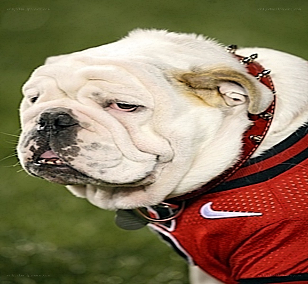 bulldog in red jersey