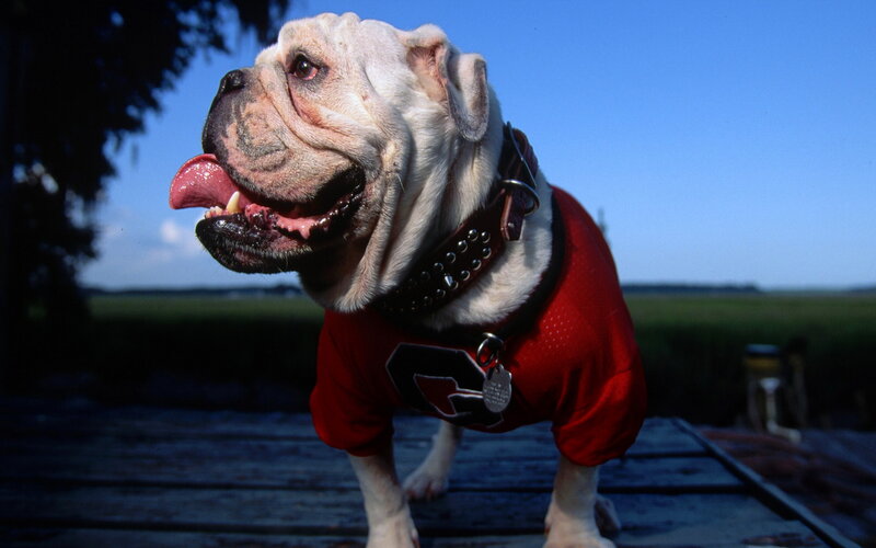 Bulldog in Red Jersey — Outdoor