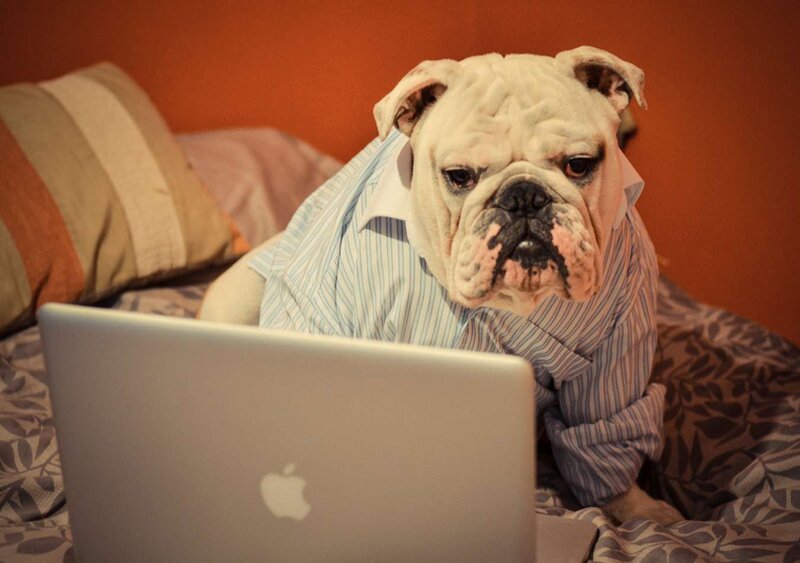 Bulldog in Shirt