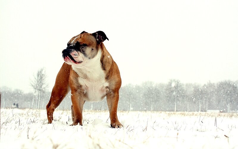 Bulldog in Snow