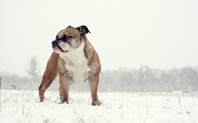 Bulldog in Snow — White, Cold, Winter