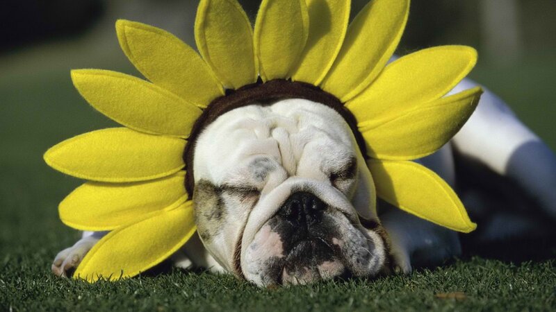 Bulldog in sunflower hat