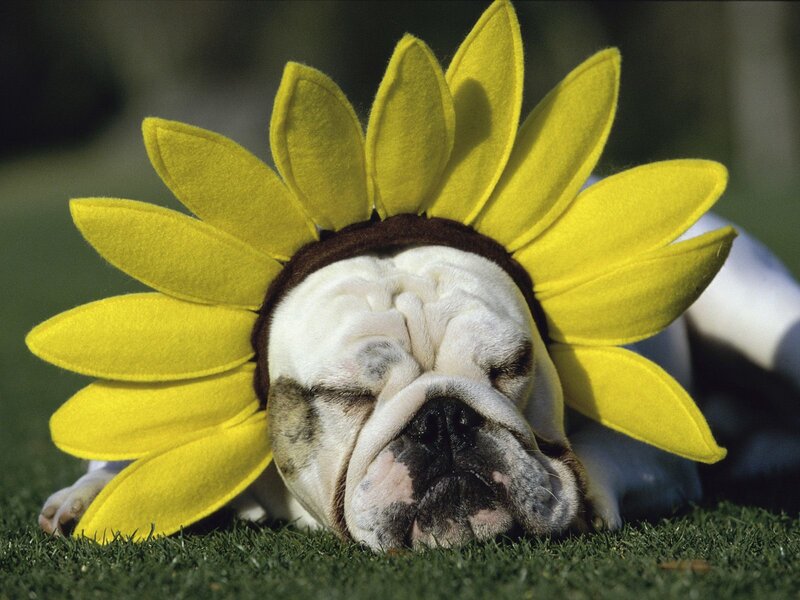 Bulldog in sunflower hat