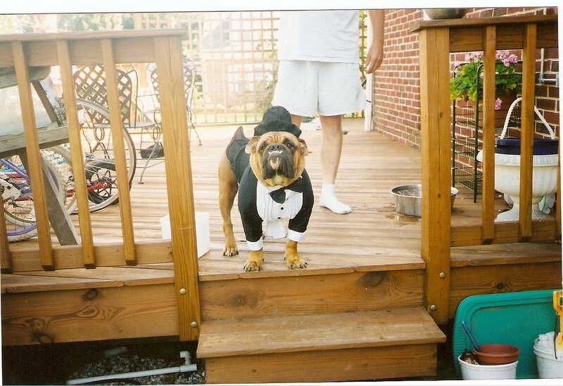 Bulldog in Tuxedo