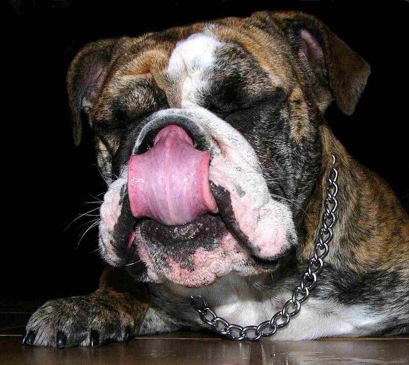 bulldog licking its nose