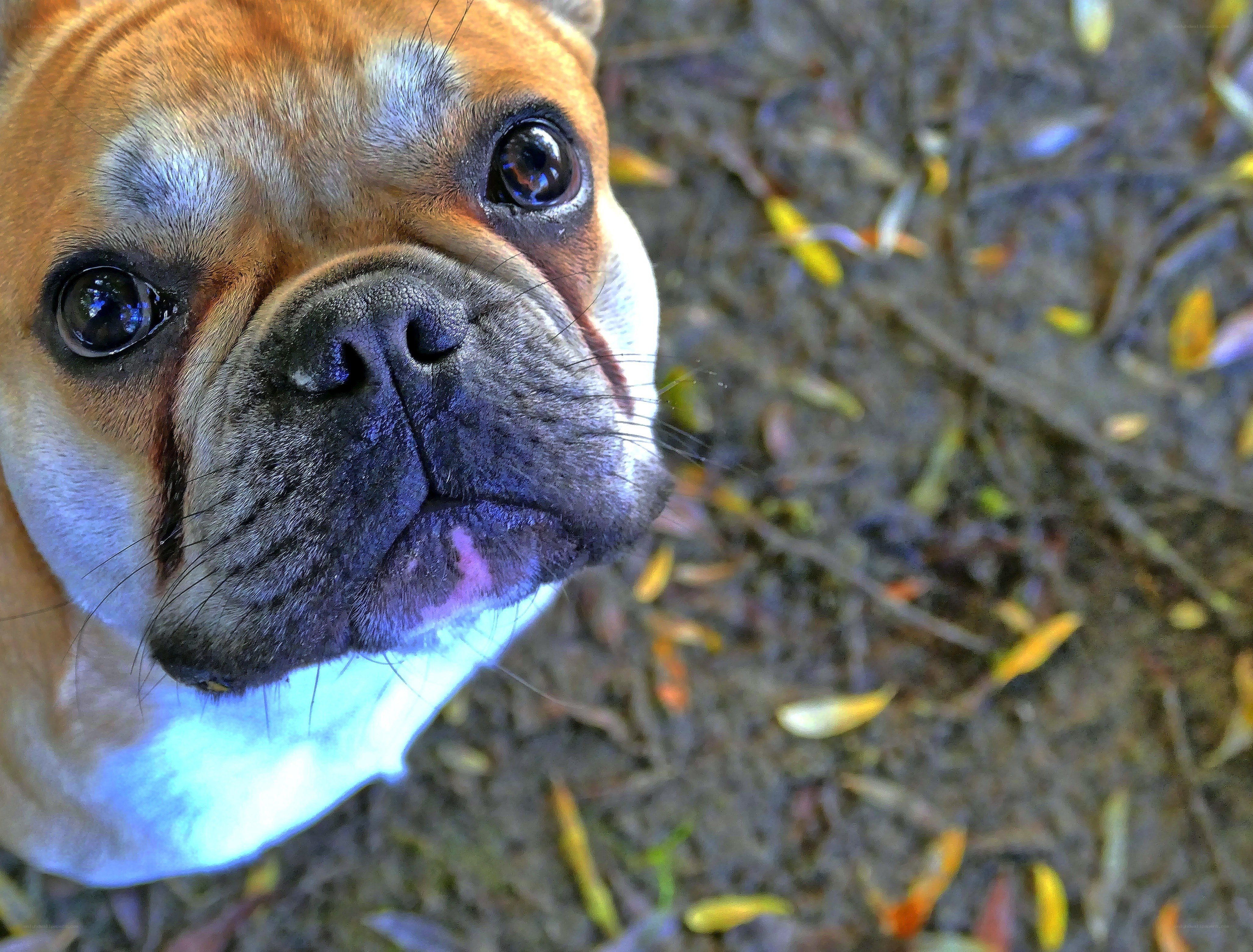 Bulldog looking up at camera