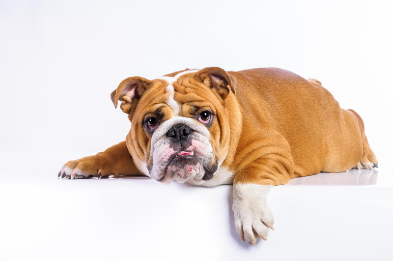 Bulldog Lying Down — Brown, Calm