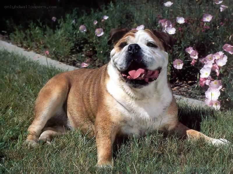 Bulldog lying in grass