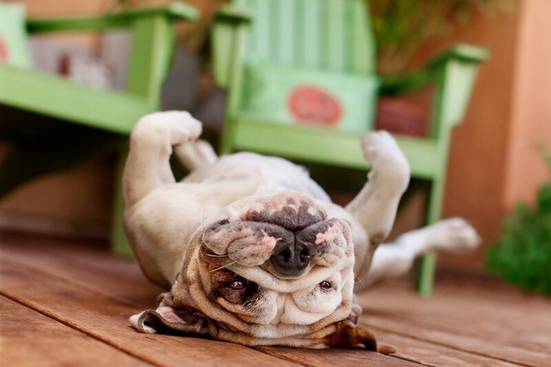 Bulldog Lying on Back
