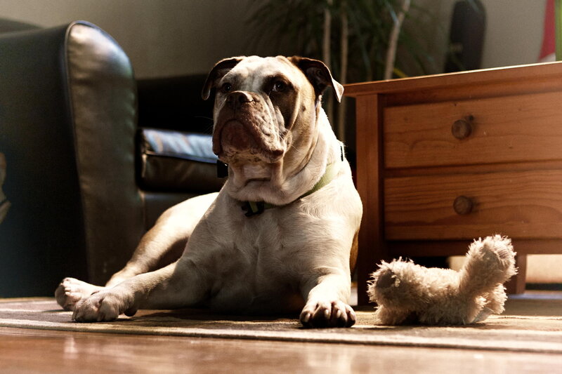 Bulldog Lying on Floor — Brown, Calm