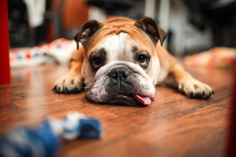 Bulldog Lying on Floor — Brown