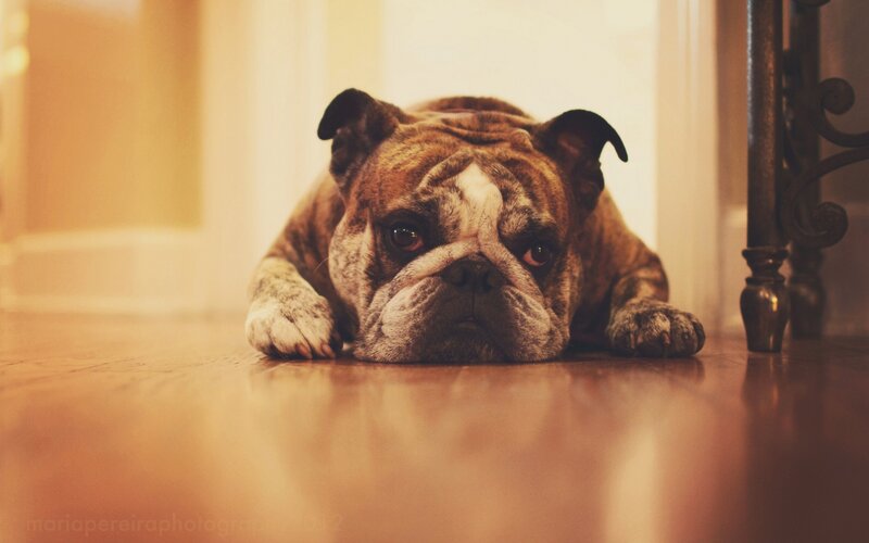 Bulldog Lying on Floor