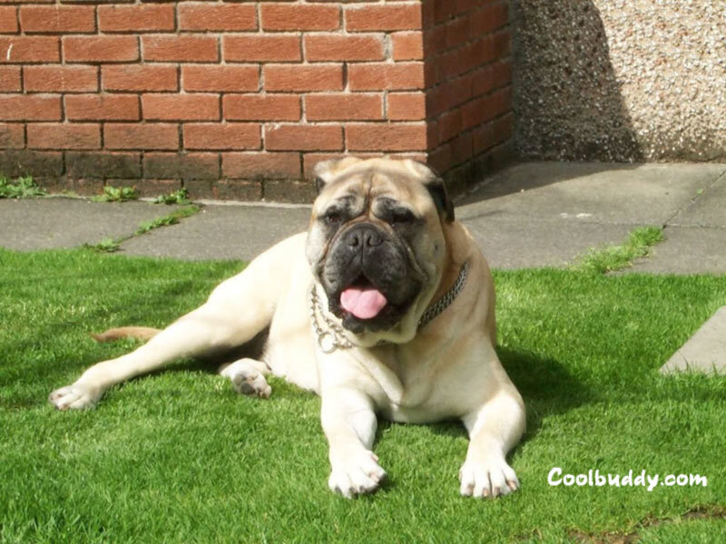 Bulldog Lying on Grass