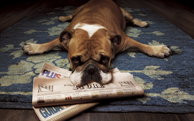 Bulldog Lying on Rug — Blue