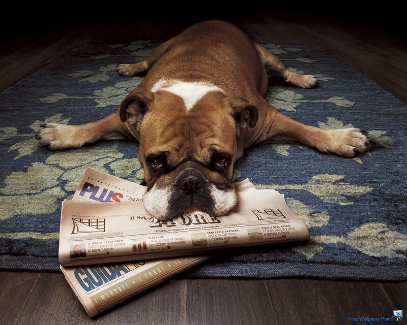 Bulldog Lying on Rug