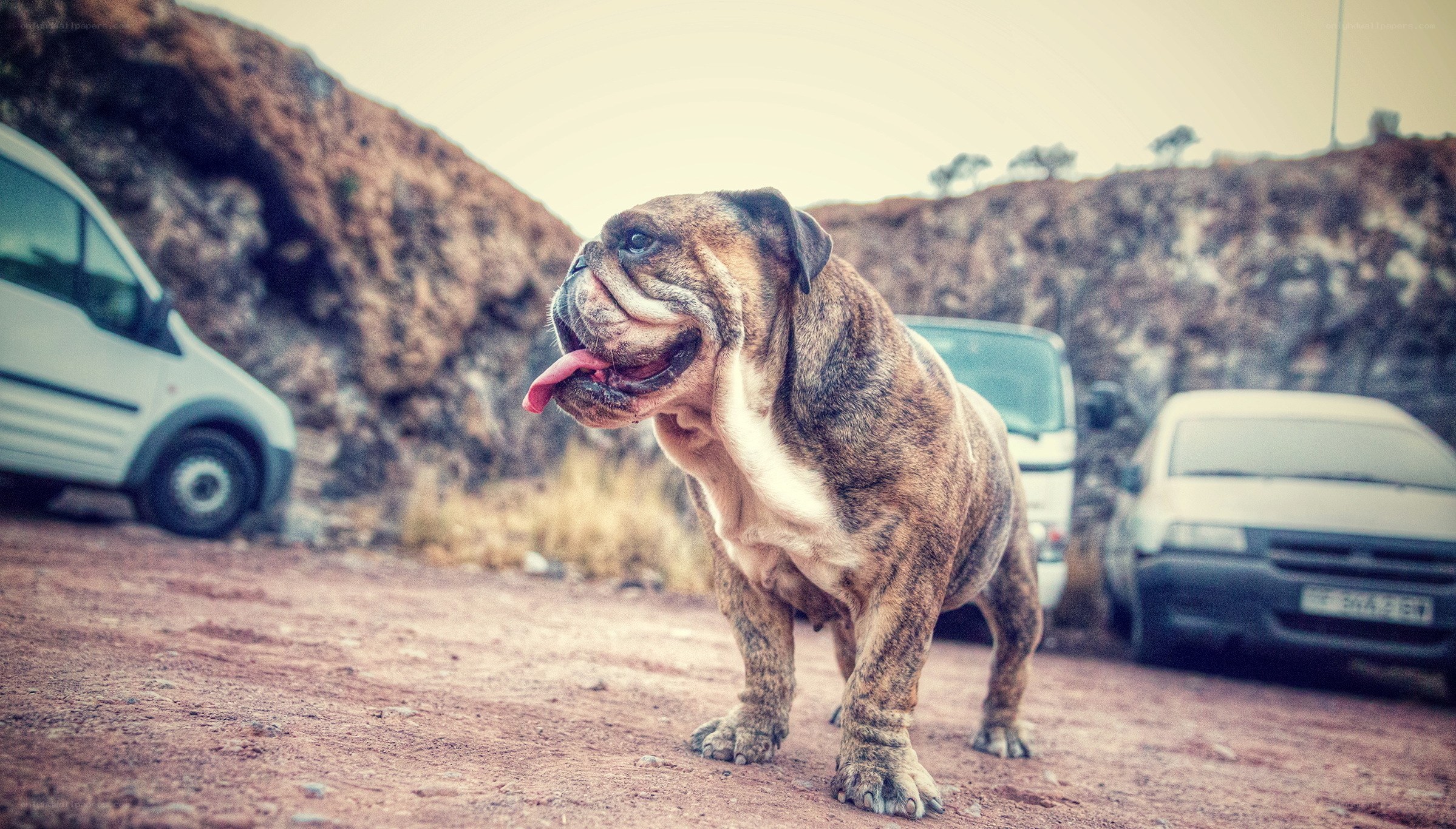 Bulldog on a dirt road