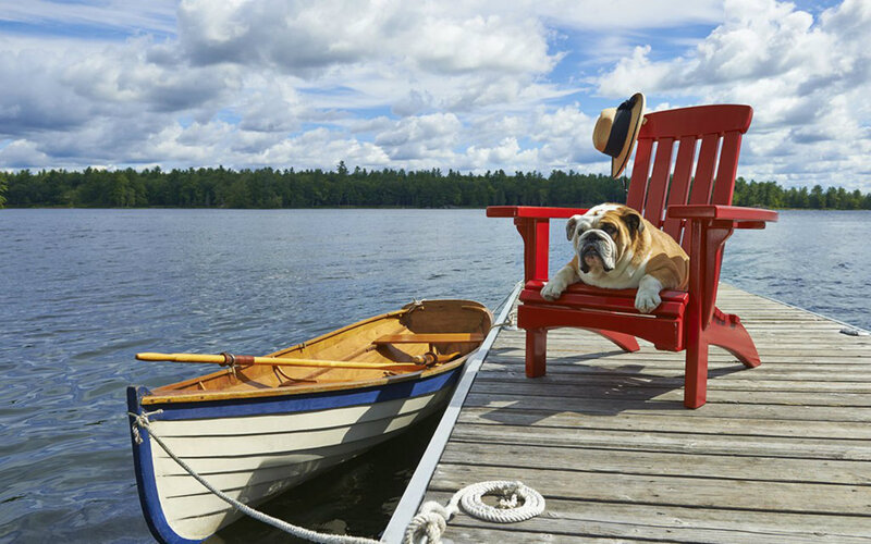 Bulldog on a Dock