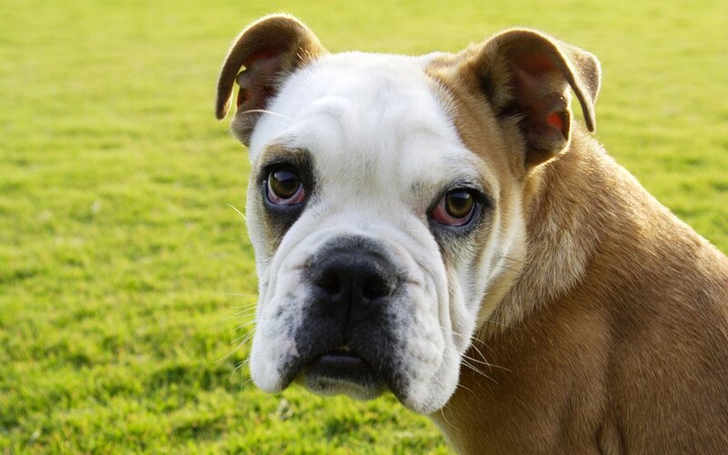 Bulldog on a grassy field