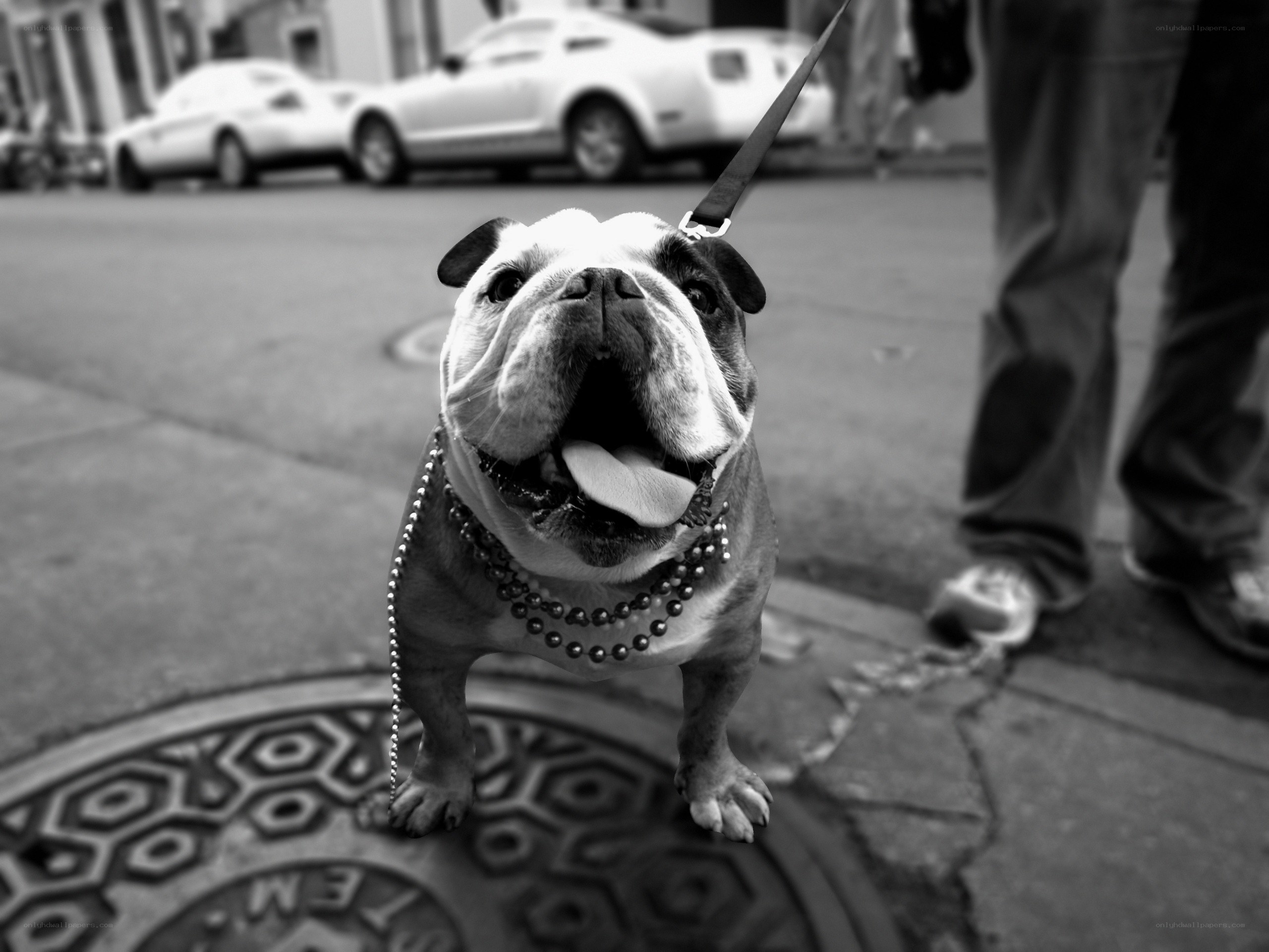 Bulldog on a leash
