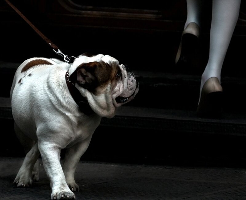 Bulldog on a leash