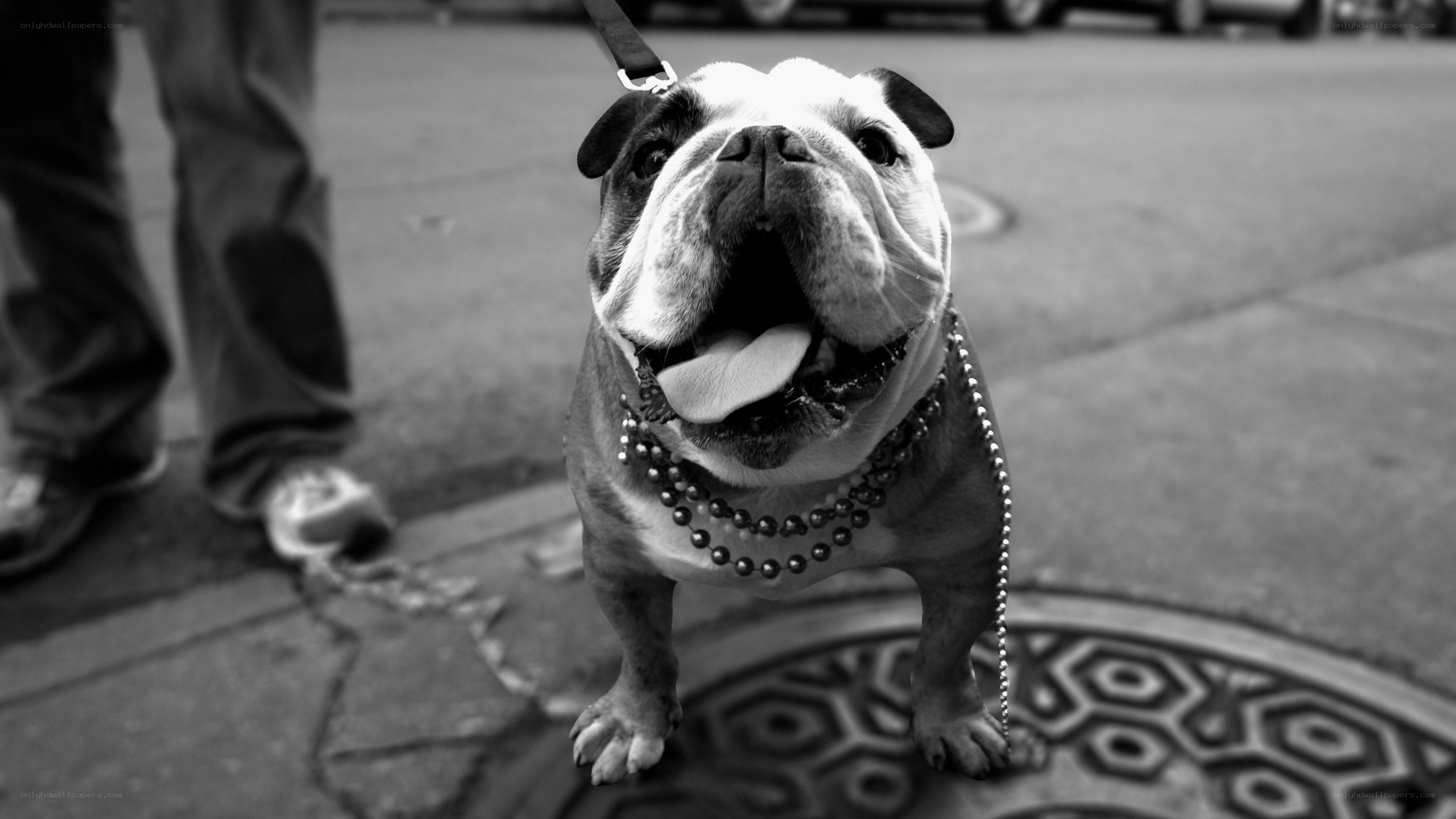 Bulldog on a leash
