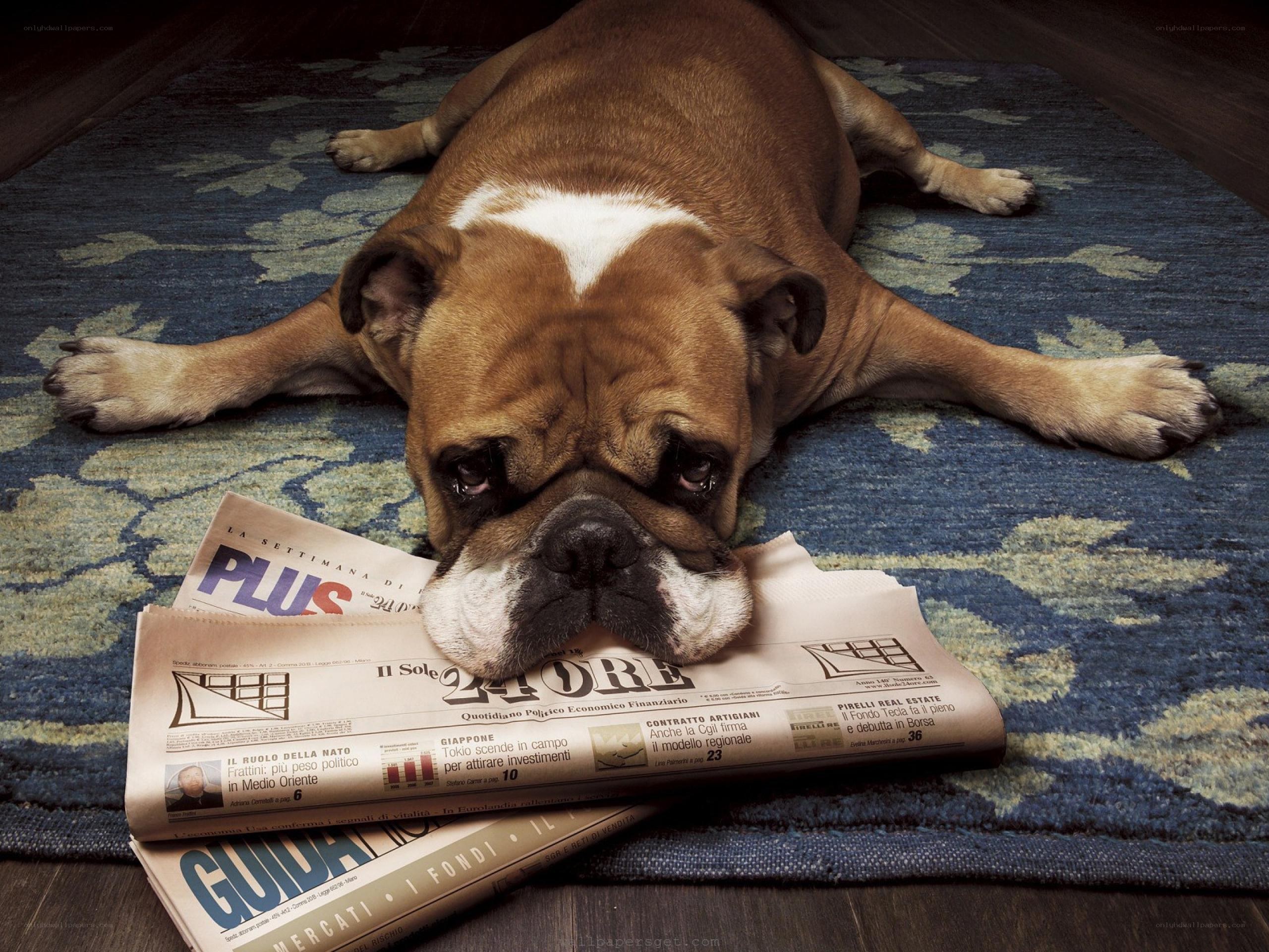 Bulldog on a newspaper