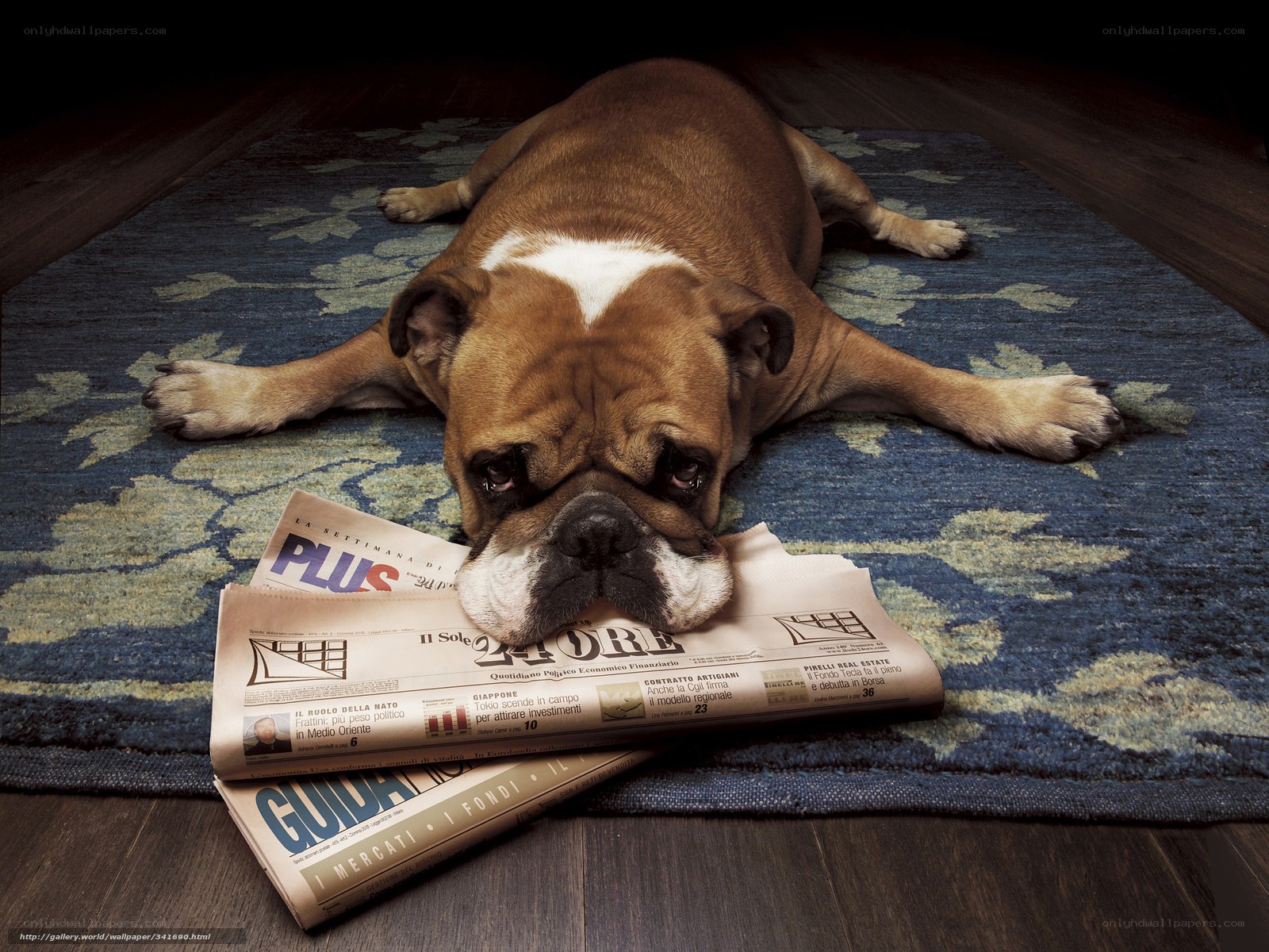 Bulldog on a newspaper