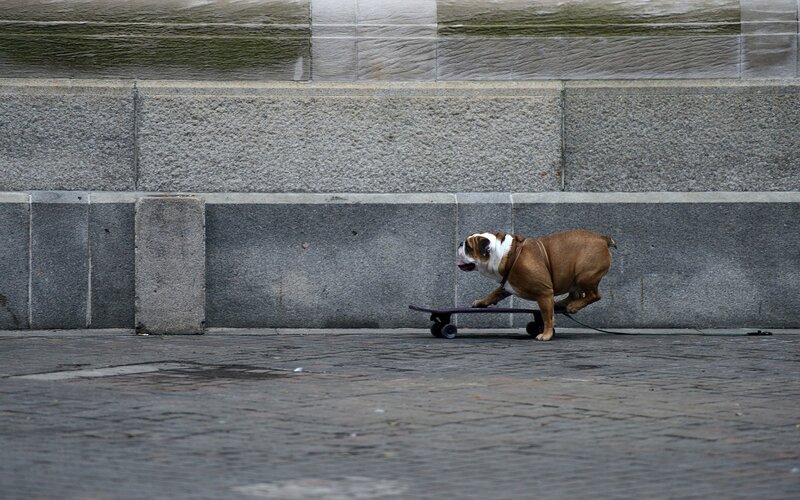 Bulldog on a skateboard