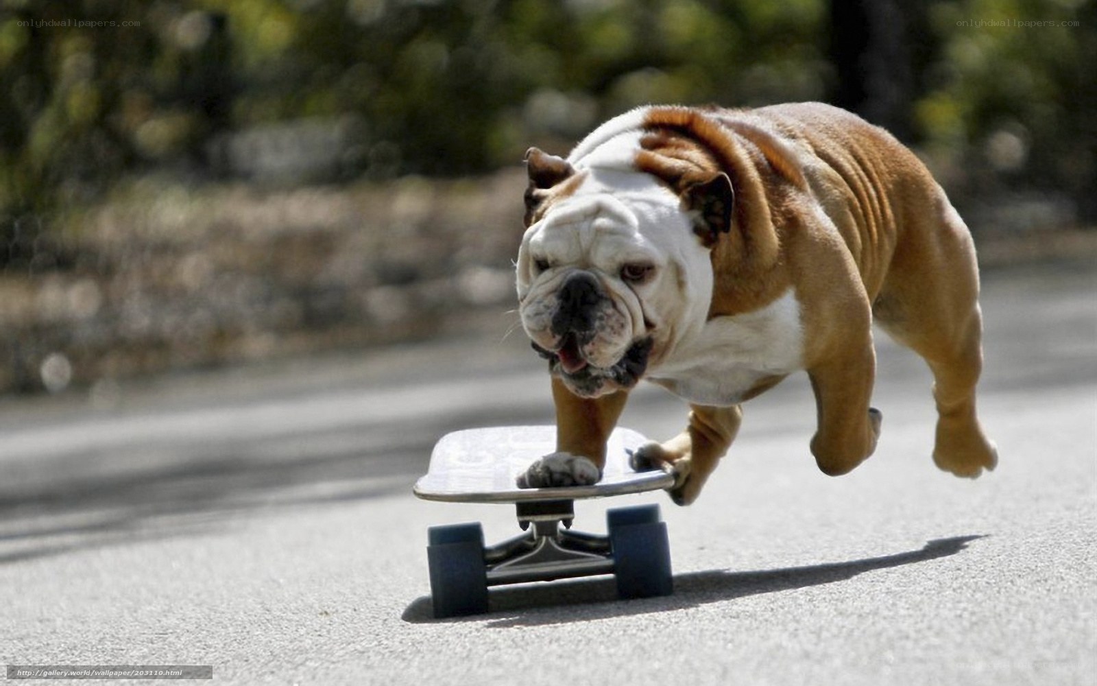 Bulldog on a skateboard