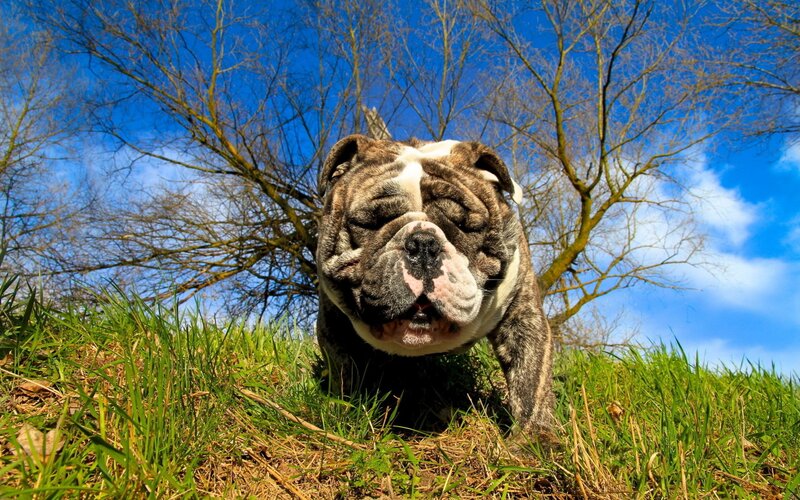 Bulldog on a sunny day