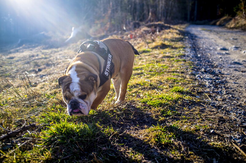 Bulldog on a Trail