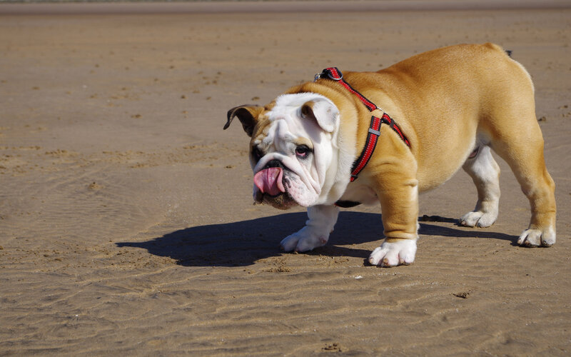 Bulldog on Beach
