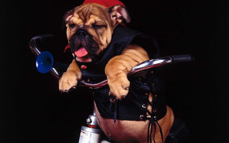 Bulldog on Bicycle