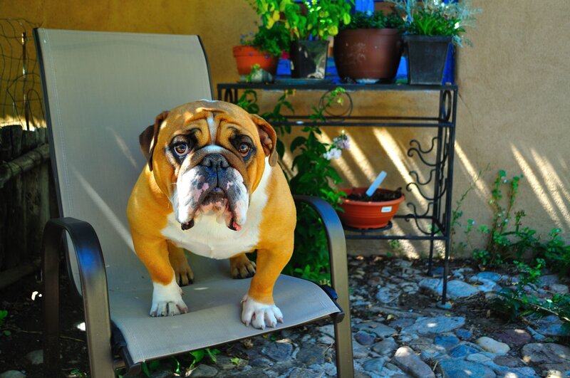 Bulldog on Chair
