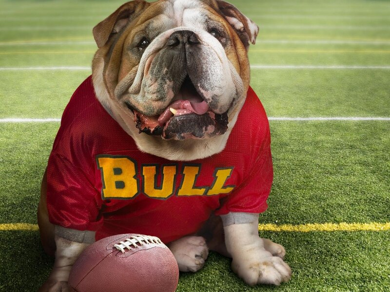 Bulldog on football field