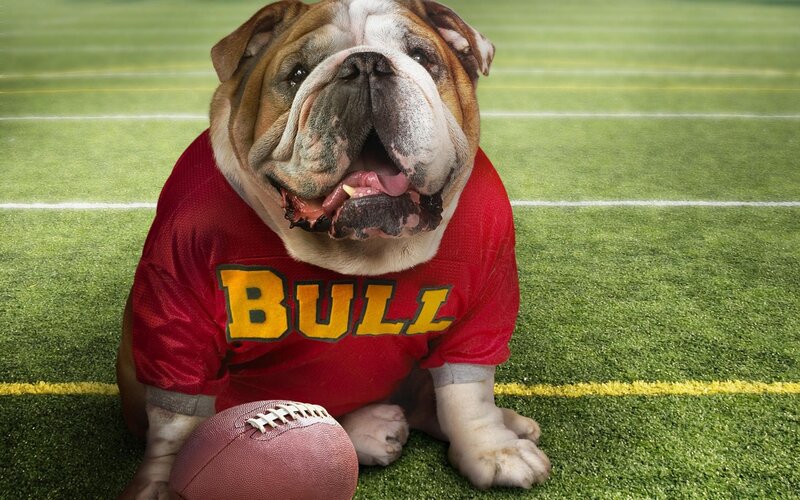 Bulldog on football field